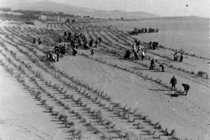 At the height of the Cultural Revolution, efforts were undertaken to reshape the landscape and raise the productivity of the land across China. On the Ordos Plateau, communes undertook massive projects to plant the desert – here, with Artemesia – to expand grass cover. planting artemisia on the sands of the Gobi